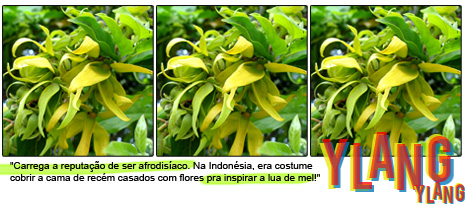 ylang