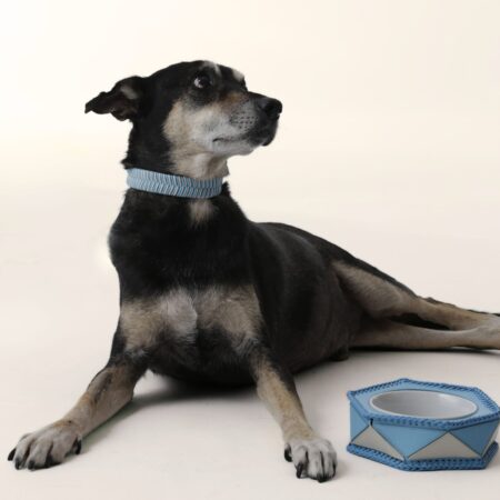 Ryzí estreia com linha pet exclusiva em couro, através de upcycling