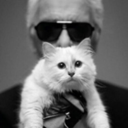 A gata do momento: lançamentos com a Choupette, de Karl Lagerfeld!